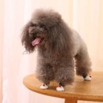 244c53a6 0fc8 411e 806f Bf706d321f0f