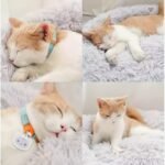 2f305123684f8c0dad65f4f7571ac6ff