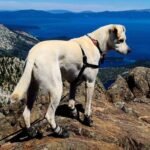 D4c71fc3 95e1 42b6 9029 Ea82c83d1ca3 1600x1600 1