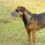 Fea9c63ecc82126f84581bf1dbdace8a