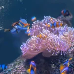 S5a40623fa183465fb839e5bbc8401056q