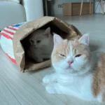 Sd2c708fb8b7848ffb027e5dd0400fc0cz